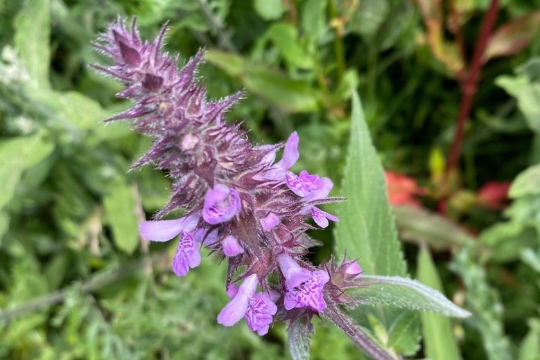 Open Day at Orchid Glade, 2nd July