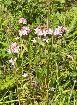 OD OG 2JE22 IMG 0228 6 Common centaury
