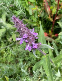 OD OG 2JE22 IMG 0236 5 Marsh woundwort