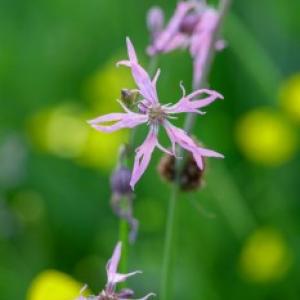 1306 ragged robin