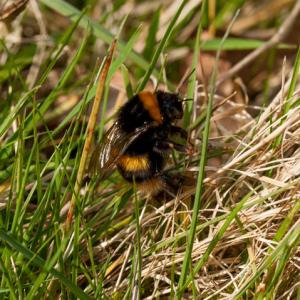1403 bumblebee