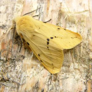 1404 0 Buff Ermine 26apr2014