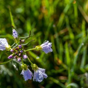 1405 cuckoo flower
