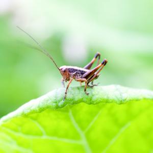 1405 grasshopper3