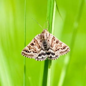 1405 mothershiptonmoth