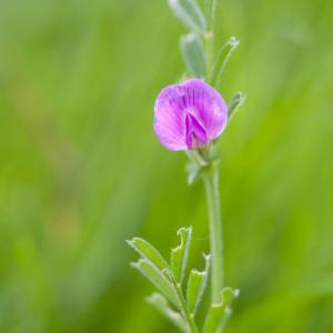 1405 vetch