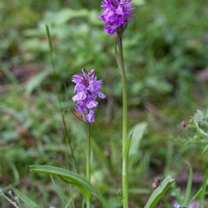 1406 marsh orchids