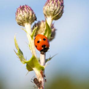 1408 7 SPOT LADYBIRD