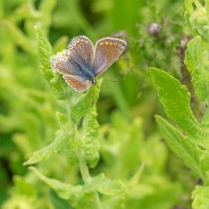 1408 common blue