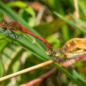 1408 darters