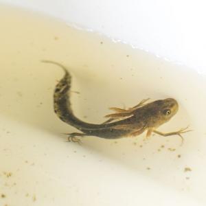 1408 newt larva