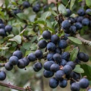 1408 purple bullace