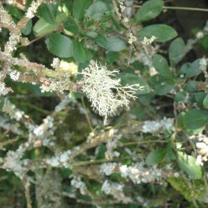 1408 ramalina farinacea