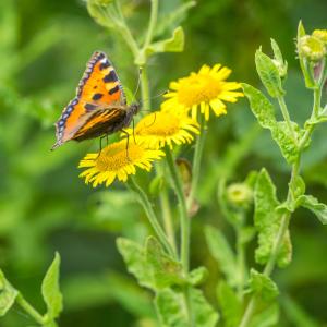1408 small tortoiseshell