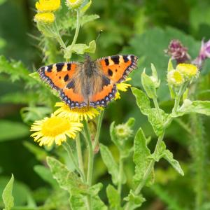 1408 small tortoiseshell3
