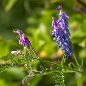 1408 tufted vetch