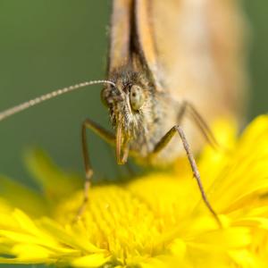 1410 meadow brown eye