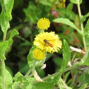 1508 hoverfly