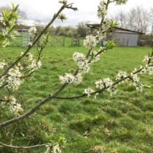 1604 blackthorn 989