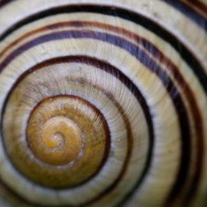 1604 cepaea hortensis