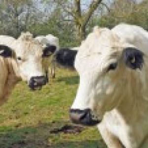 1704 docility 1 cattle2