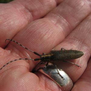 Bowdrey agapanthia villosovirescens longhorn beetle