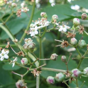 Bowdrey plachochela nigripes galls of a gall midge on elder flowers