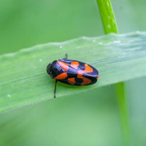Cercopis vulnerata red and black froghopper
