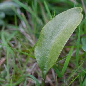 adders tongue fern