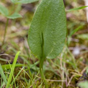 adders tongue fern2