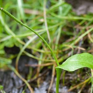 adders tongue fern3