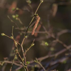 ageing catkin new buds