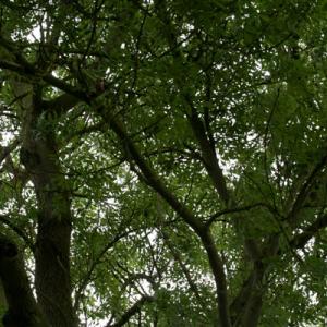 alder in leaf