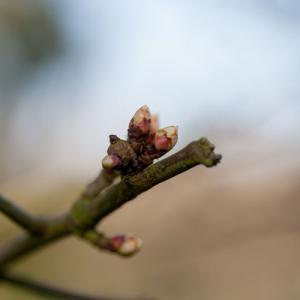 april buds