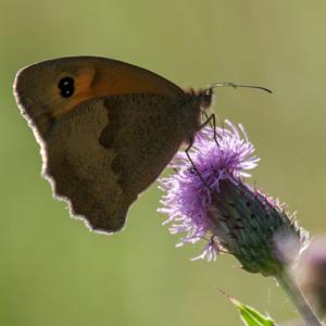 backlit gatekeeper