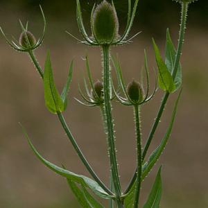 backlit teasel