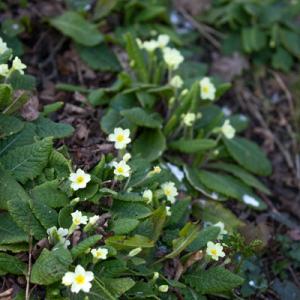 bank of primroses
