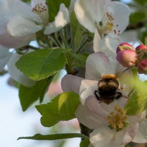 bee collecting nectar