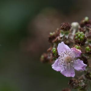 bee looking for nectar