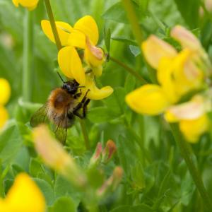 bee on birds foot trefoil