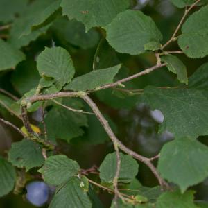 beech in leaf