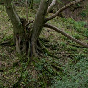 beech trunk