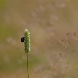 beetleongrass
