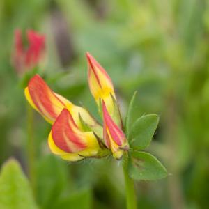 birds foot trefoil2