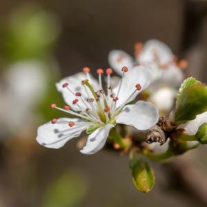 blackthorn blossom4