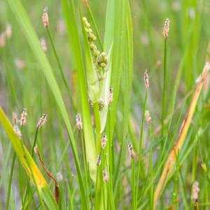 braching bur reed