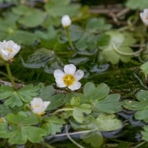 brackish water crowfoot2