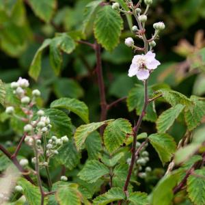 bramble