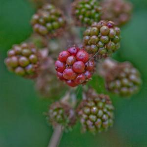 bramble1