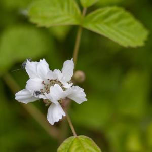 bramble2